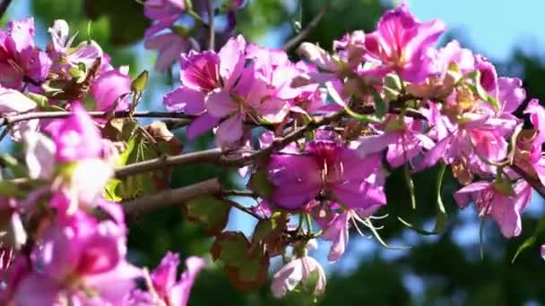 Vista da vicino dell'albero di Bauhinia viola — Video Stock