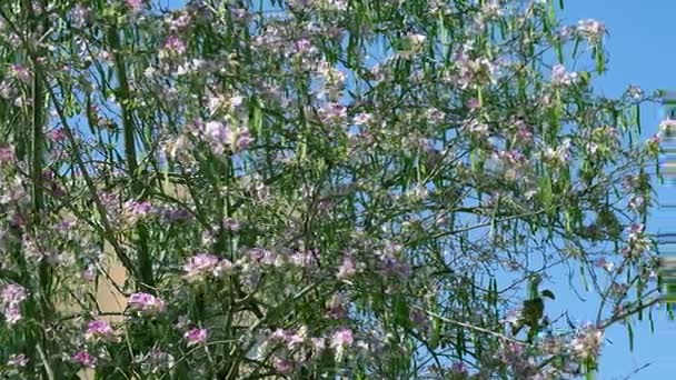 Luz púrpura Bauhinia árbol en el viento — Vídeos de Stock