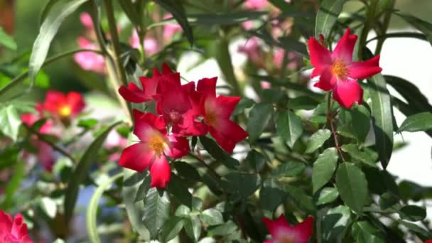 Flores de Rosa Salvaje Creciendo en la Ciudad — Vídeos de Stock