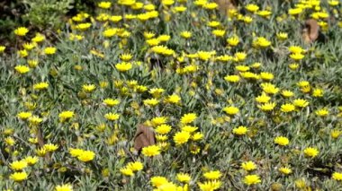 Fowerbed With Gazania Rigens Var. Leucolaena