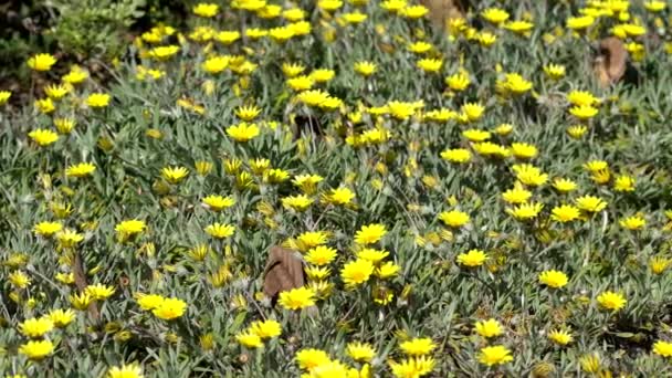 Fowerbed With Gazania Rigens Var. Leucolaena — Stock Video