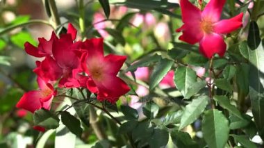 Makro görünümü çiçek kırmızı köpek gül