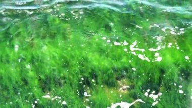 Denizin dibindeki güzel bitki örtüsü