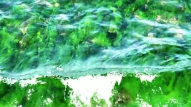 Sığ sulardaki bitki örtüsü denizin dibinde