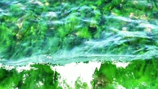 Sığ sulardaki bitki örtüsü denizin dibinde — Stok video