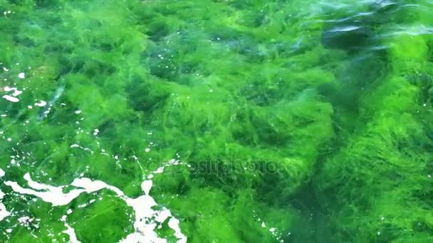 不思議な緑の水中海洋植物、スローモーションを蠢く — ストック動画