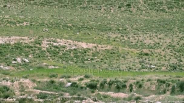 Herodion is een Truncated Cone-Shaped-heuvel. Judean Desert. Israël — Stockvideo