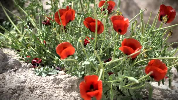 Spring Blossoming of Red Anemones Flowers at Herodium (Herodion). Judean Desert. Israel — Stock Video