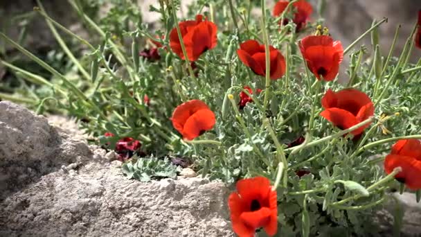 Red Anemones Flowers in Israel — Stock Video