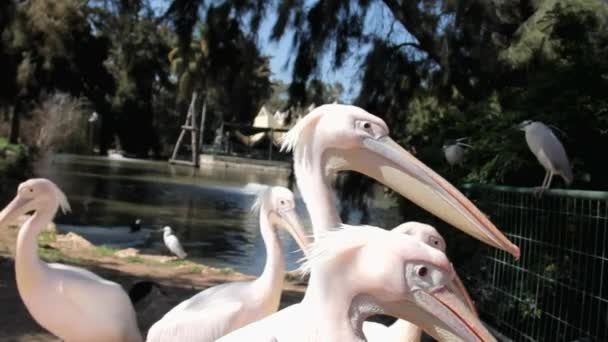 Primo piano Great White Pelicans — Video Stock