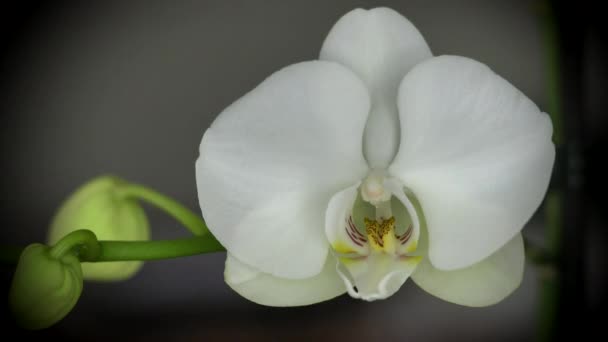 Один белый цветок орхидеи и бутоны ножек — стоковое видео