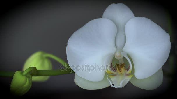 Makro utsikt över en vit orkidé blomma och några knoppar i den lätta vinden — Stockvideo