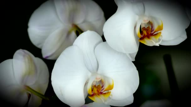 Macro branche de l'orchidée blanche sur fond sombre 