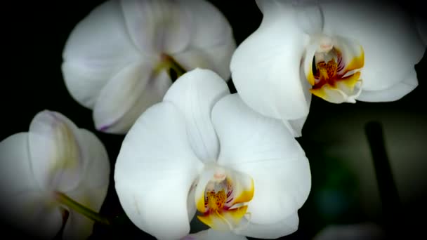 Ramo macro di orchidea bianca su sfondo scuro — Video Stock