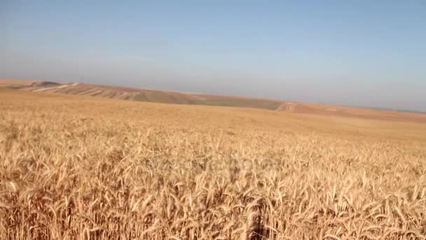 Niekończące się dojrzałej pszenicy pola na tle niebieskiego nieba — Wideo stockowe