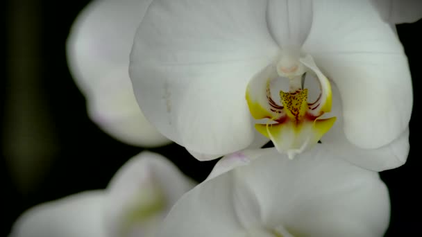 Makro gren av vit orkidé i den lätta vinden — Stockvideo