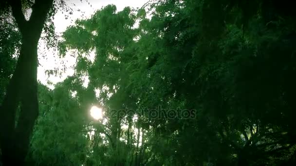 Vista através das árvores Verde deixa a noite por do sol — Vídeo de Stock