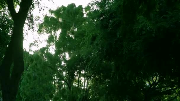 Couper le soleil à travers les branches et les feuilles des arbres — Video