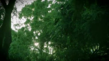 Gün batımı görünümü ile ağaçları yeşil yaprakları ve dalları