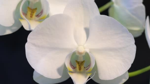 Gros plan Vidéo Grandes fleurs blanches d'orchidées sur fond noir — Video