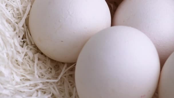 Φωλιά με κότες άσπρα αυγά — Αρχείο Βίντεο