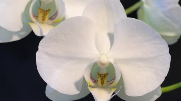 Weiße große Blüten von Orchideen auf schwarzem Hintergrund — Stockvideo