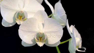 Makro görünümü beyaz büyük çiçek orkide rüzgarda