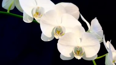 Orkide siyah arka plan üzerine beyaz büyük çiçek