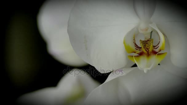 Макровзгляд на белый цветок орхидеи на темном фоне — стоковое видео