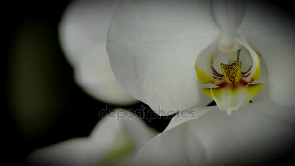 Vista macro del fiore bianco del Orchid sullo sfondo scuro — Video Stock