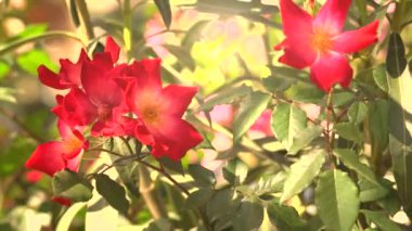 Kırmızı köpek gül ya da yabani gül şehirde büyüyen çiçek