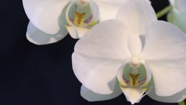 Bílé velké květy orchidejí ve větru na černém pozadí — Stock video