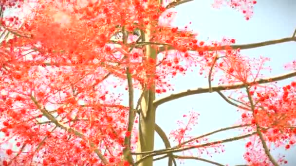 Brachychiton Acerifolius och solens strålar ljus — Stockvideo