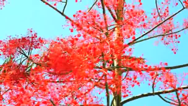 Árbol floreciente de Brachychiton Acerifolius en el viento — Vídeo de stock