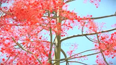 Brachychiton Acerifolius çiçek açan ağacında Rüzgar