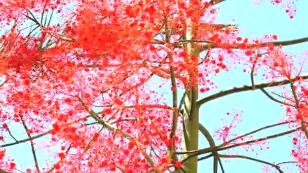 Brachychiton Acerifolius drzewa na wietrze — Wideo stockowe