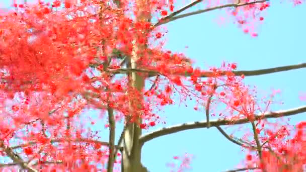 Árbol floreciente de Brachychiton Acerifolius en el viento — Vídeo de stock