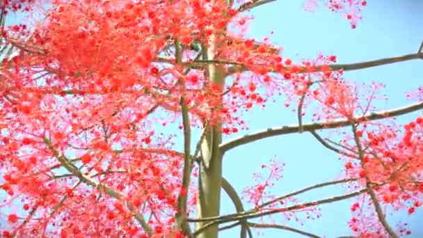 Brachychiton Acerifolius ανθίζοντας δέντρο στον άνεμο — Αρχείο Βίντεο