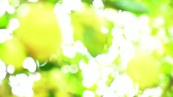Frühlingssonne bahnt sich ihren Weg durch grüne Blätter — Stockvideo