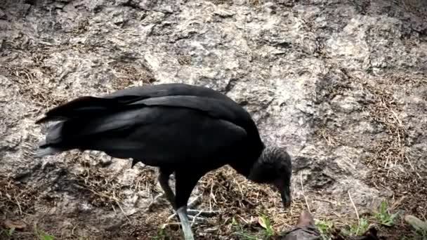 地面に小さな鳥を食べるブラック コンドル — ストック動画