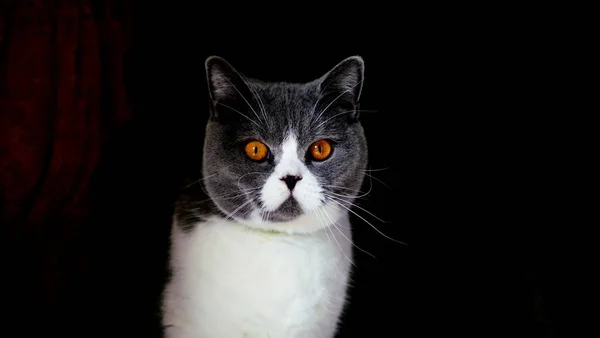 Portrait of British Shorthair cat sits on black background — Stock Photo, Image