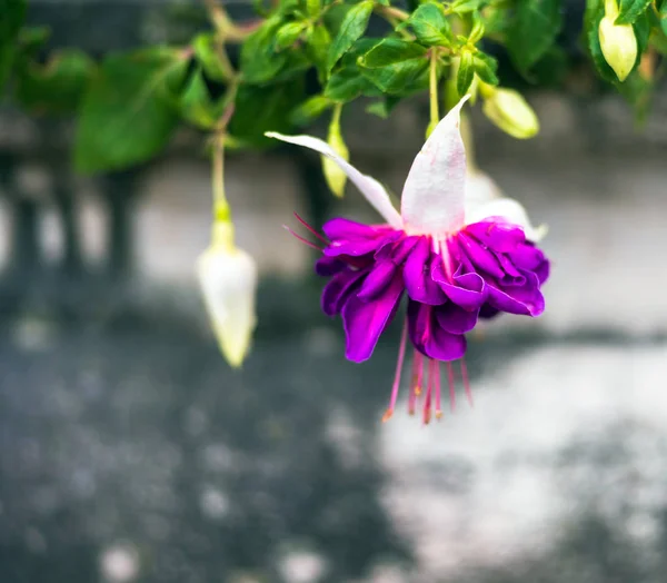 Fleur de fuchsia sur fond grunge. Concentration sélective . — Photo