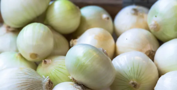 Cebolla orgánica fresca grande en el mercado de frutas y verduras de la ciudad — Foto de Stock