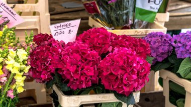 Hydrangea macrophylla güzel bush ortanca çiçek