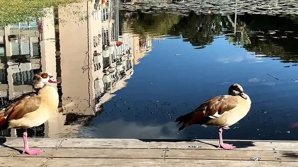 Lagoa Artificial Com Patos Primeiro Plano Construção Reflexão Sobre Água — Fotografia de Stock