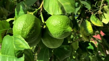 Ağaçta taze yeşil limon. 4K