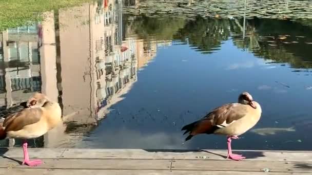 Künstlicher Teich Mit Enten Vordergrund Und Gebäude Reflexion Über Wasser — Stockvideo