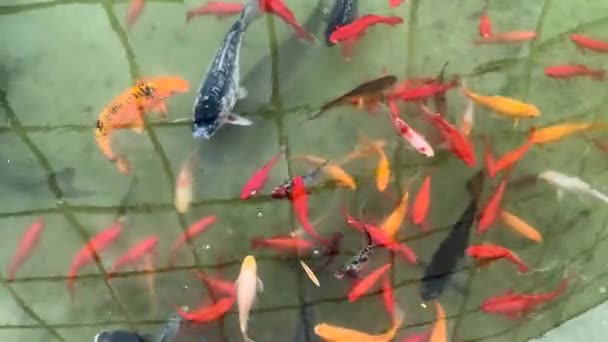 Pescado Koi Peces Carpa Japoneses Nadando Estanque — Vídeos de Stock