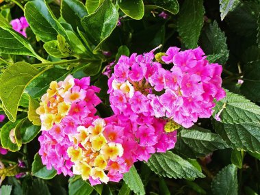 Lantana Camara Linn (Büyük adaçayı, Vahşi adaçayı, Çit Çiçeği, Ağlayan Lantana veya Lantana). Güzel küçük çiçekler gıdıkçilek ve yeşil yapraklar. Lantana, verbena familyasından vahşi adaçayı ya da kırmızı adaçayı olarak bilinen yaklaşık 150 türün cinsidir..