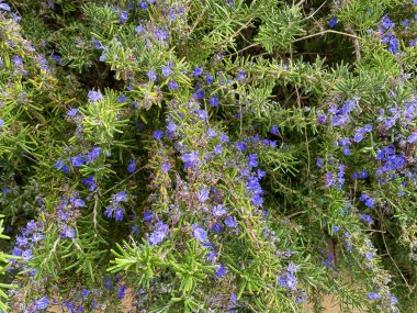 Çiğ biberiye ağacı ve küçük menekşe çiçekleri
